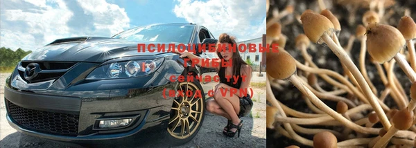 индика Богданович